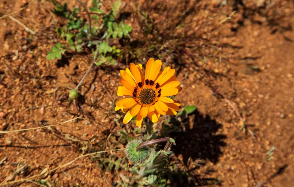 Südafrika_Kamieskroon_VerbeFarm_06.jpg