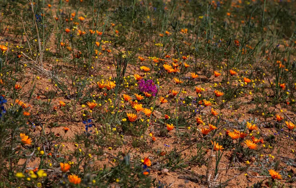 Südafrika_Kamieskroon_VerbeFarm_07.jpg
