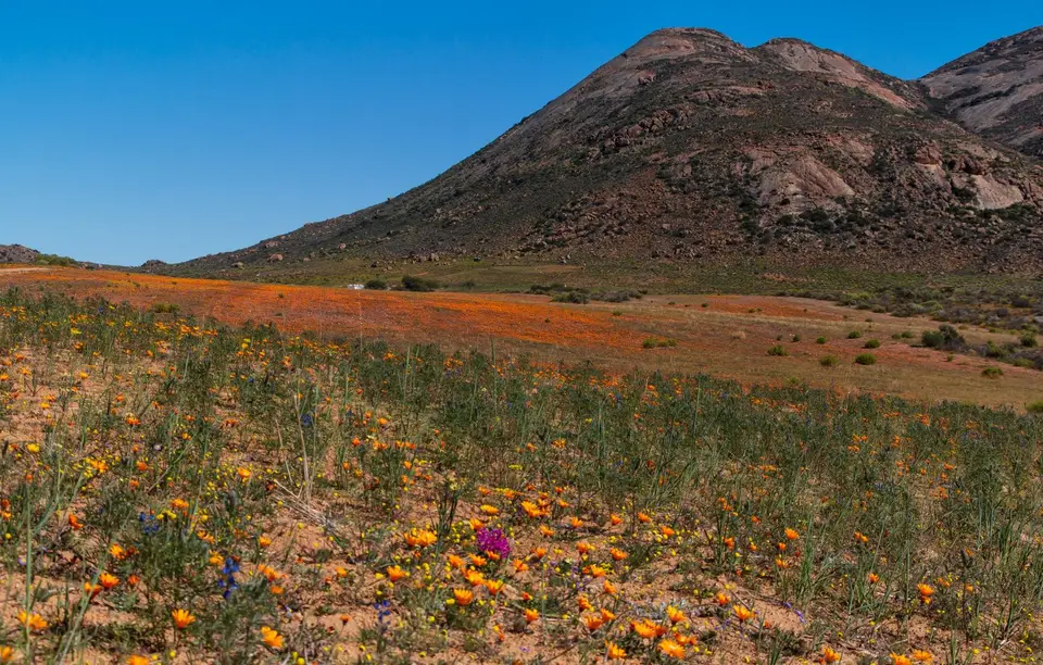 Südafrika_Kamieskroon_VerbeFarm_08.jpg