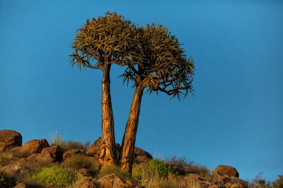 Südafrika_Kamieskroon_VerbeFarm_18.jpg