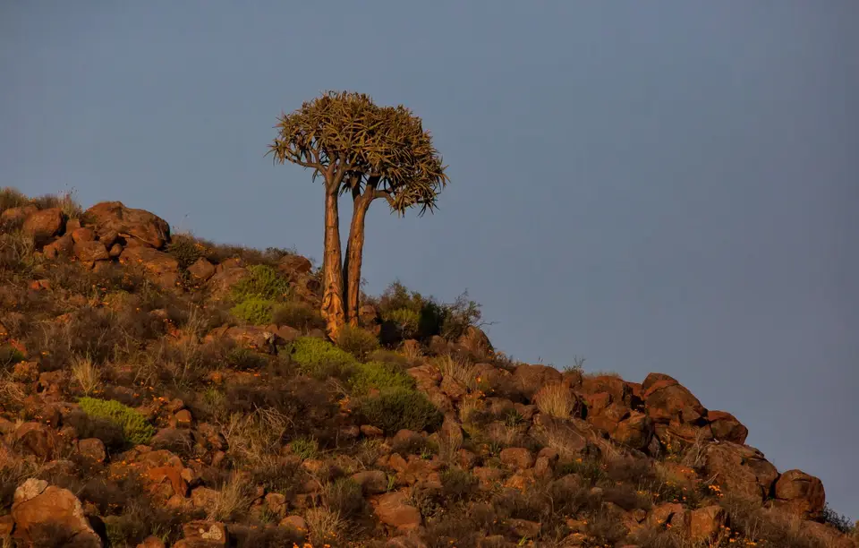 Südafrika_Kamieskroon_VerbeFarm_23.jpg