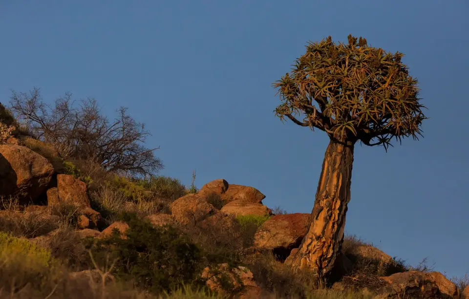 Südafrika_Kamieskroon_VerbeFarm_25.jpg