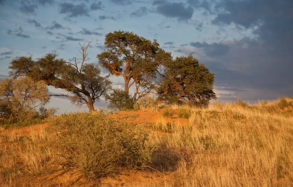 Südafrika_KgalagadiNP_009.jpg