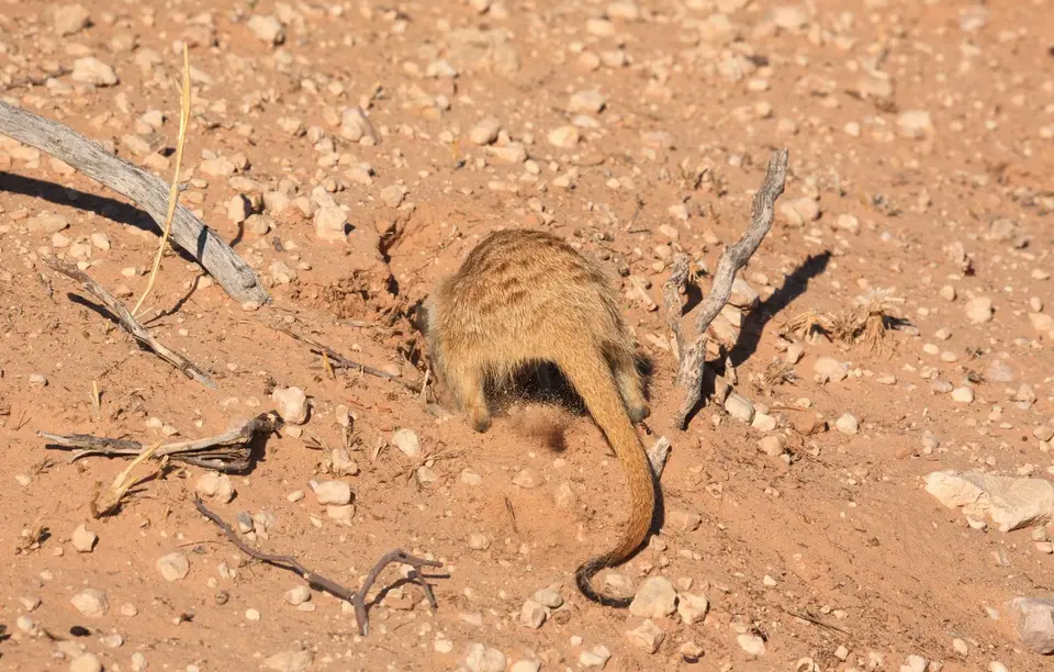 Südafrika_KgalagadiNP_061.jpg
