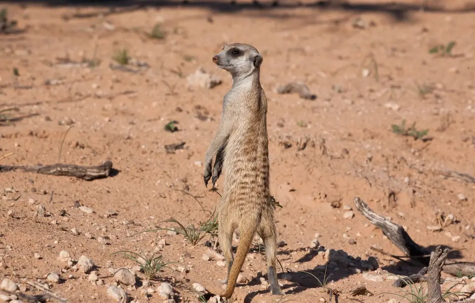 Südafrika_KgalagadiNP_072.jpg