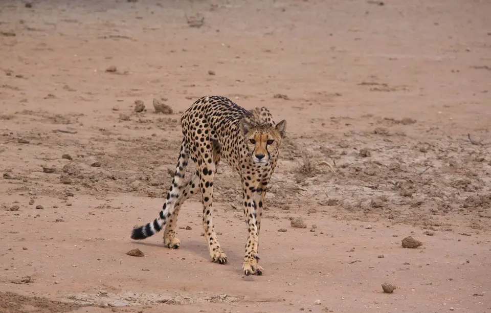 Südafrika_KgalagadiNP_087.jpg