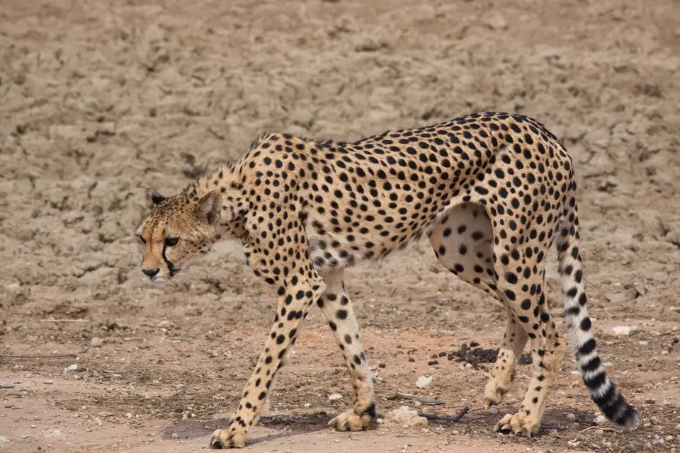 Südafrika_KgalagadiNP_089.jpg
