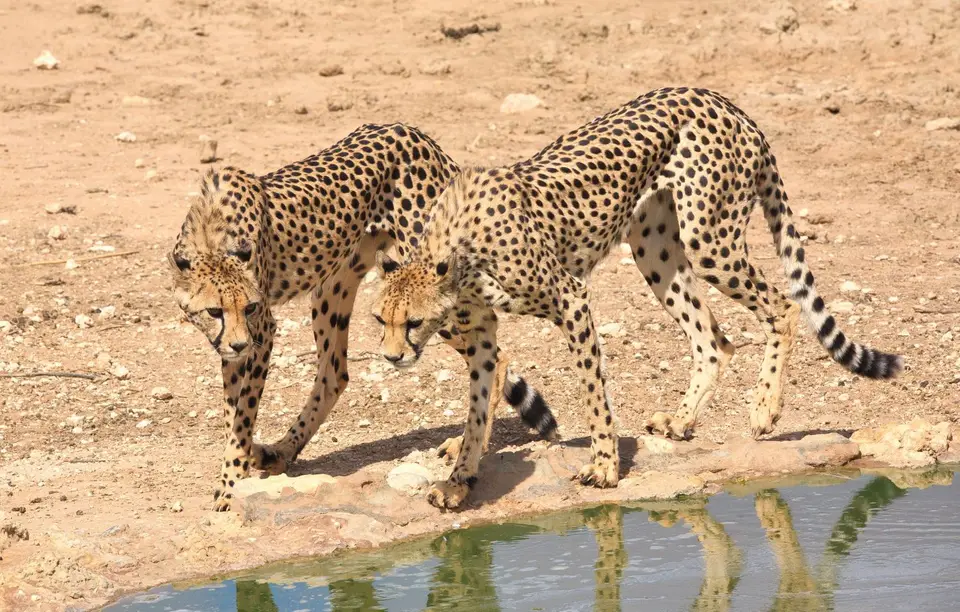 Südafrika_KgalagadiNP_091.jpg