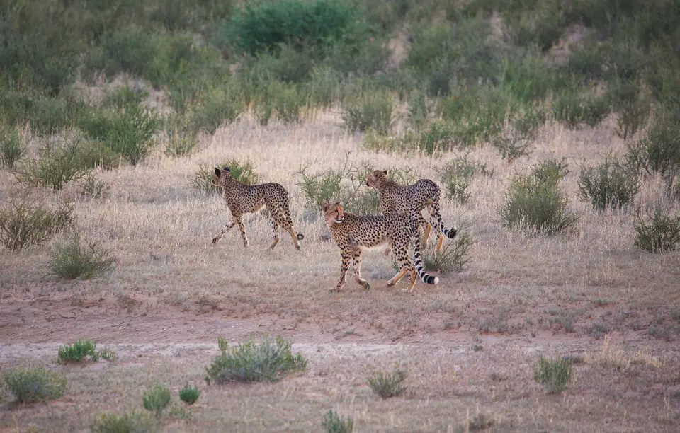 Südafrika_KgalagadiNP_097.jpg