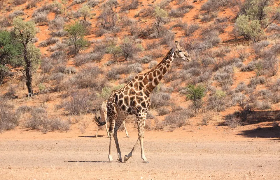 Südafrika_KgalagadiNP_099.jpg