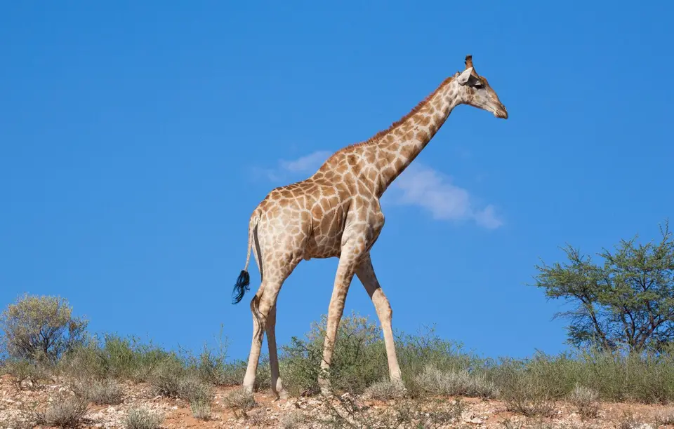 Südafrika_KgalagadiNP_101.jpg