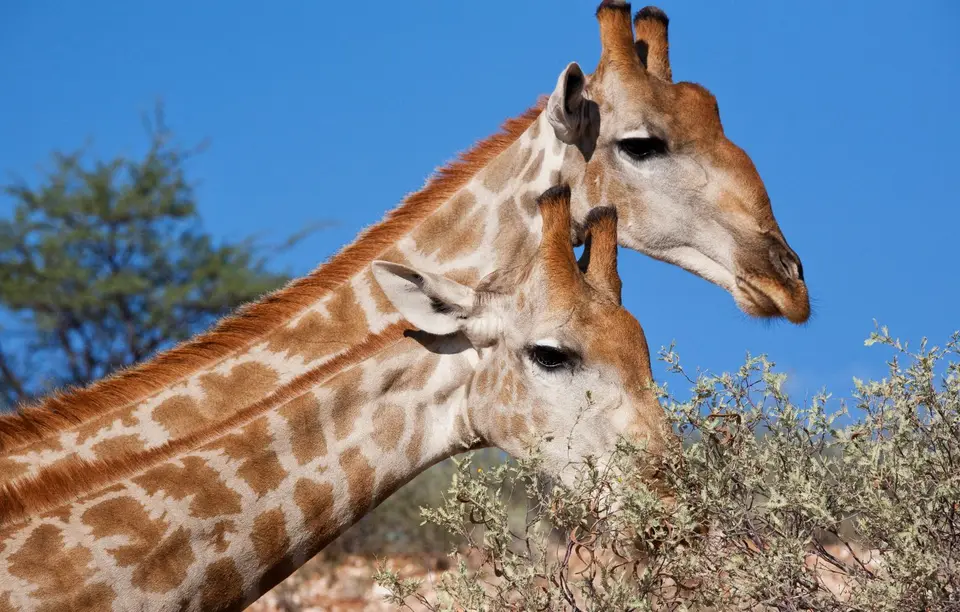 Südafrika_KgalagadiNP_105.jpg