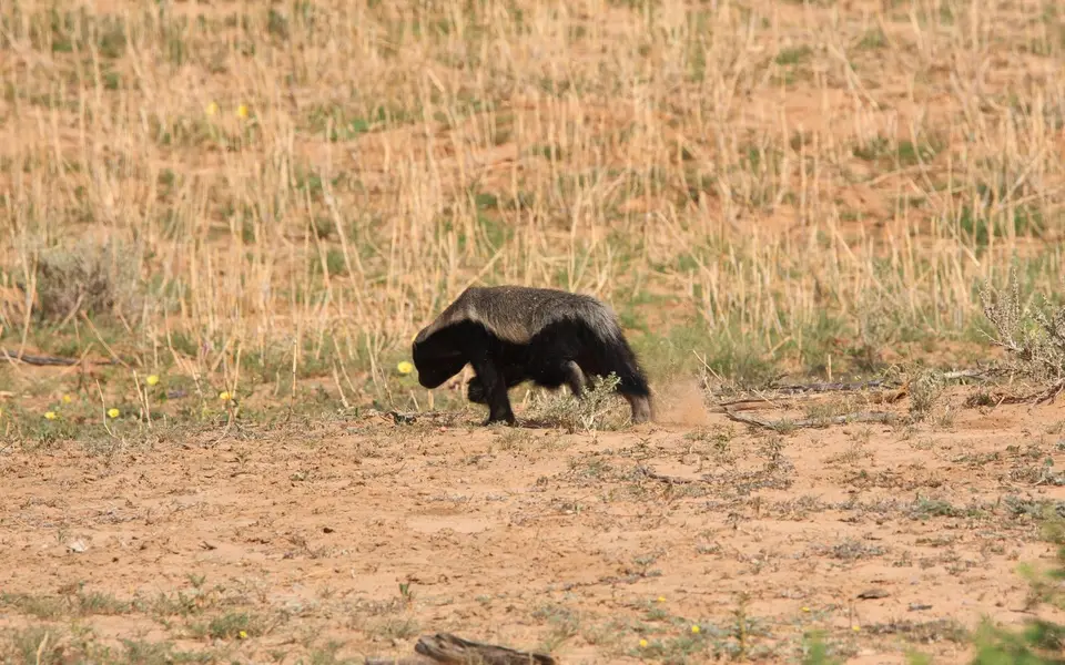 Südafrika_KgalagadiNP_117.jpg