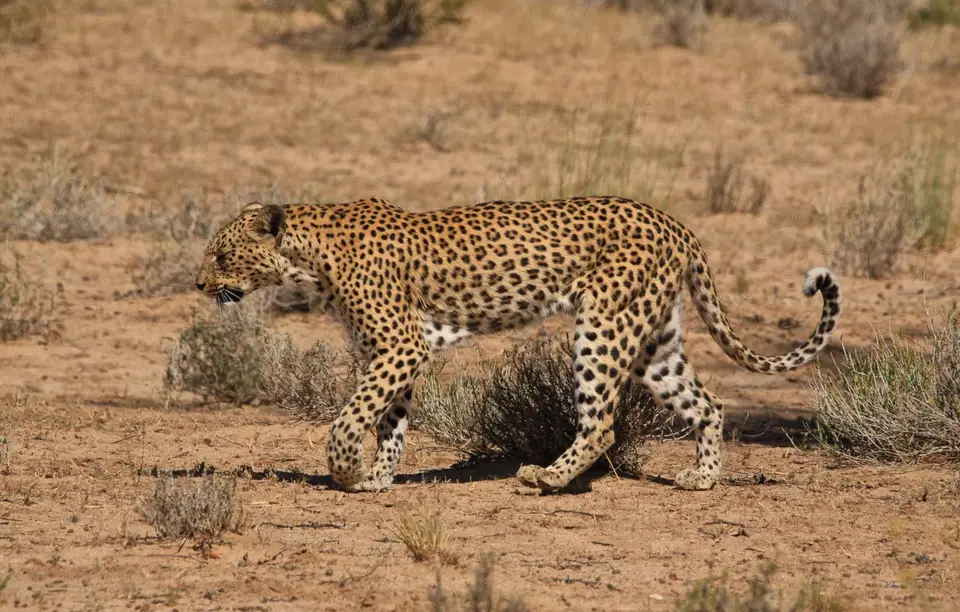Südafrika_KgalagadiNP_149.jpg