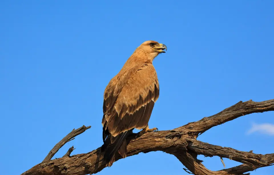 Südafrika_KgalagadiNP_271.jpg