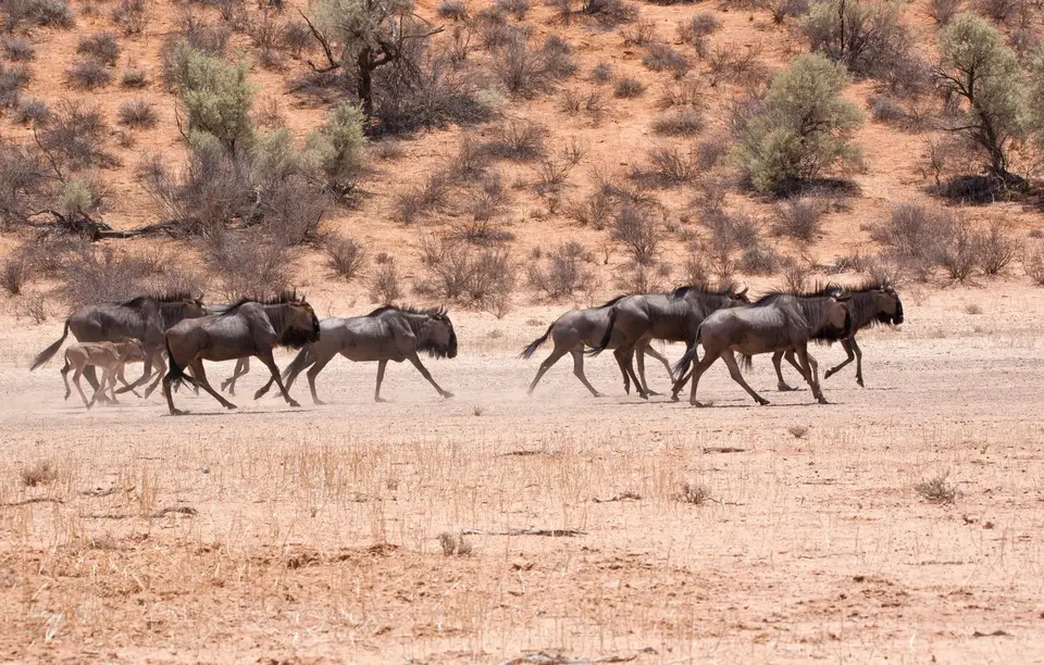Südafrika_KgalagadiNP_359.jpg