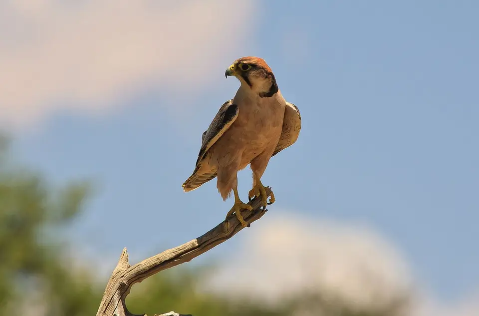 Südafrika_KgalagadiNP_387.jpg