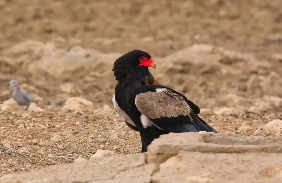 Südafrika_KgalagadiNP_423.jpg