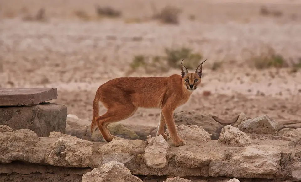Südafrika_KgalagadiNP_426.jpg