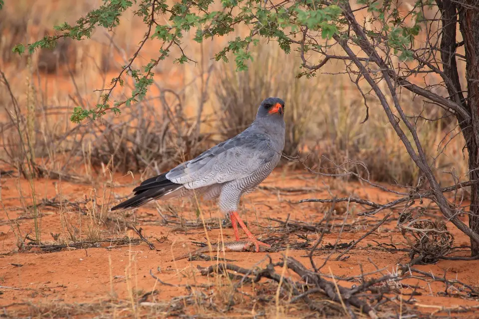 Südafrika_KgalagadiNP_432.jpg