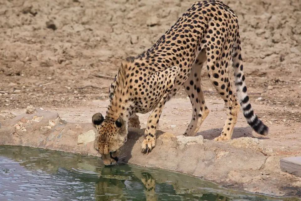 Südafrika_KgalagadiNP_441.jpg