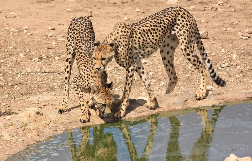 Südafrika_KgalagadiNP_442.jpg