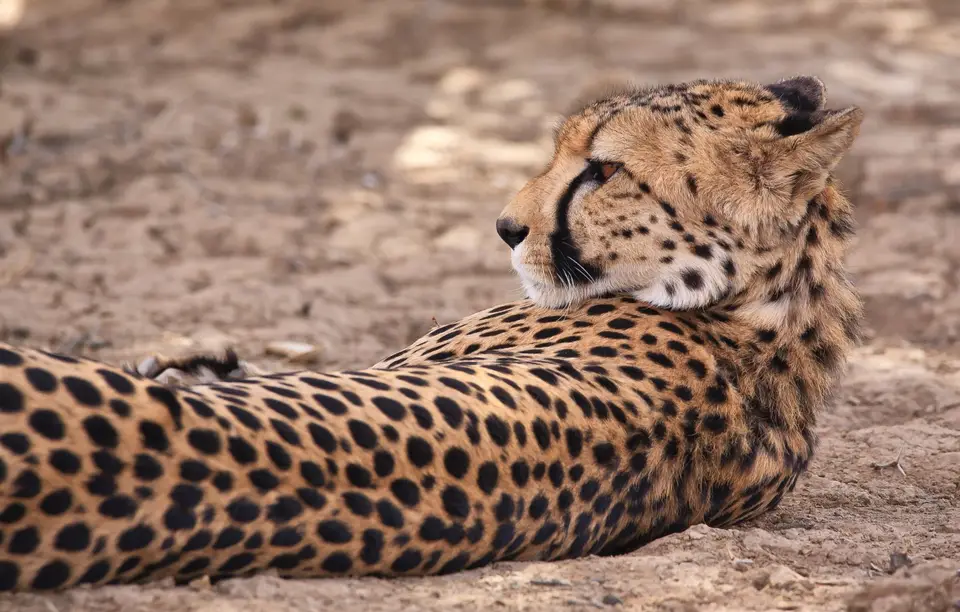 Südafrika_KgalagadiNP_443.jpg