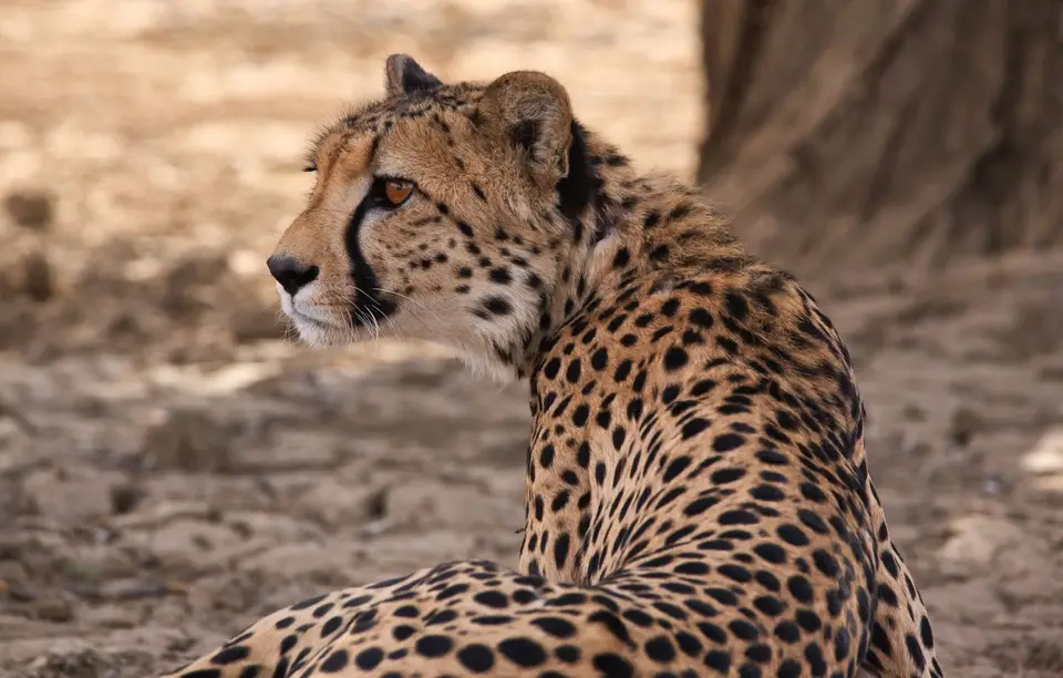 Südafrika_KgalagadiNP_444.jpg