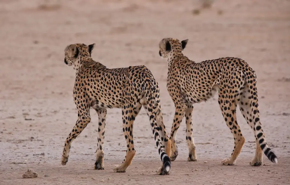 Südafrika_KgalagadiNP_448.jpg