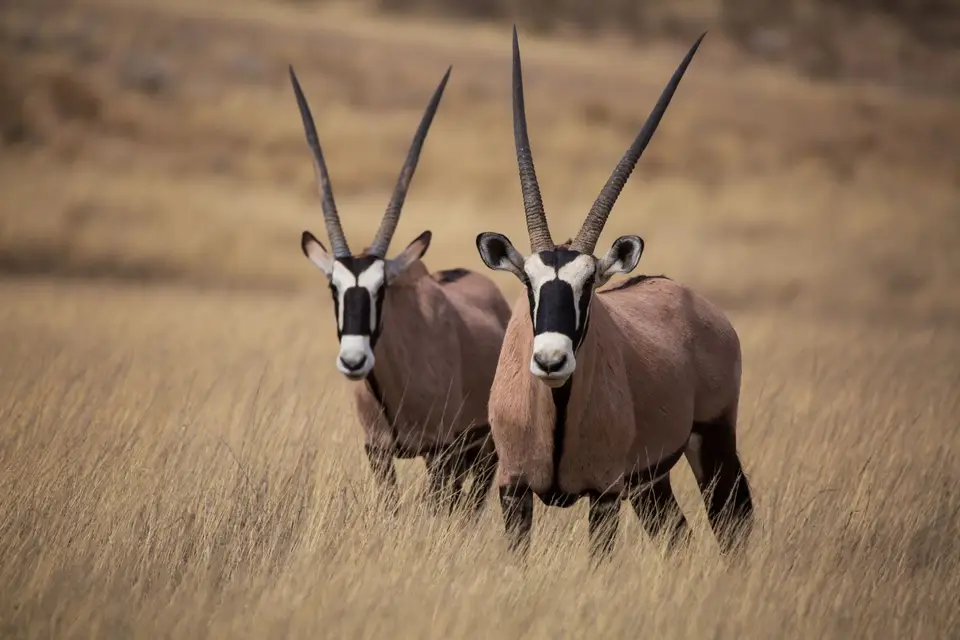 Südafrika_KgalagadiNP_496.jpg