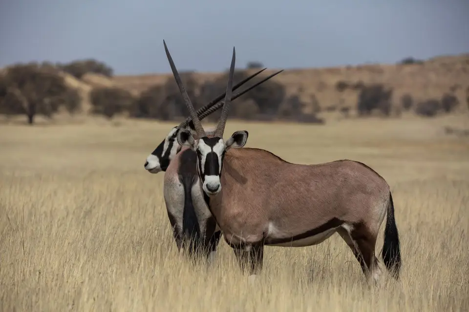 Südafrika_KgalagadiNP_500.jpg