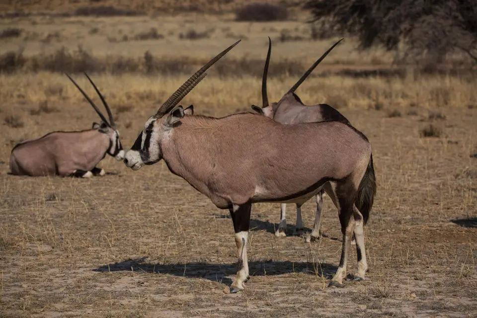 Südafrika_KgalagadiNP_513.jpg