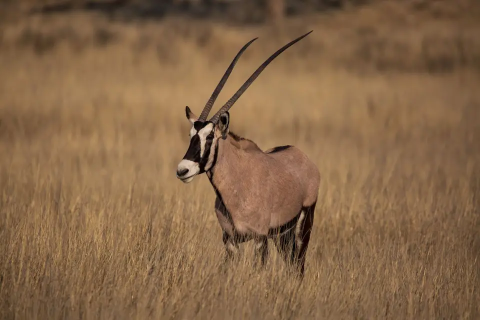 Südafrika_KgalagadiNP_530.jpg
