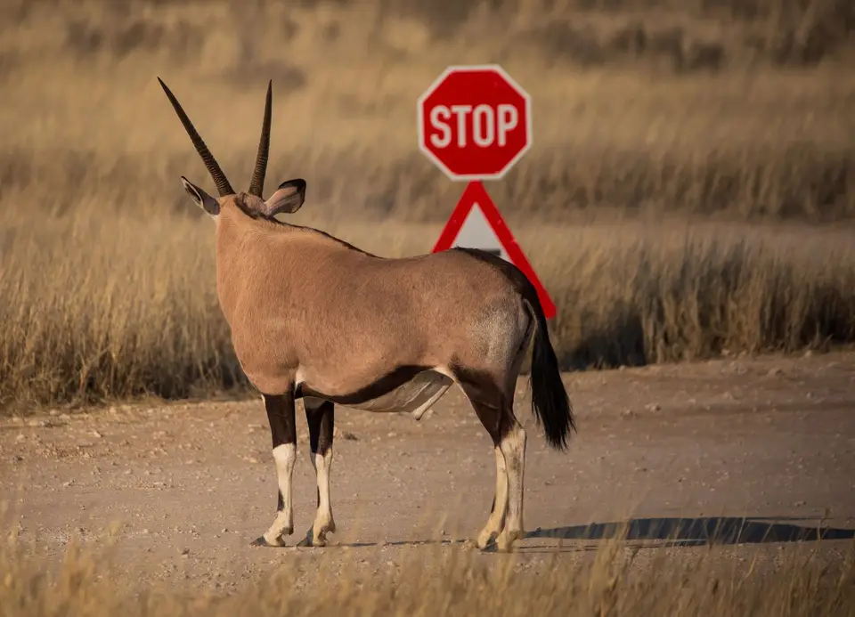 Südafrika_KgalagadiNP_531.jpg