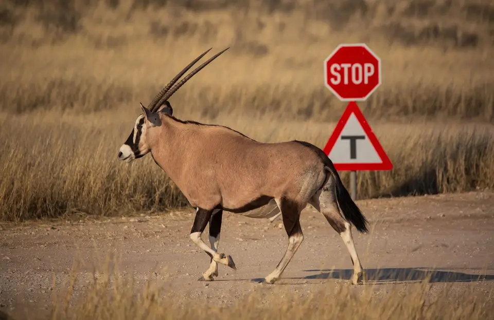 Südafrika_KgalagadiNP_532.jpg
