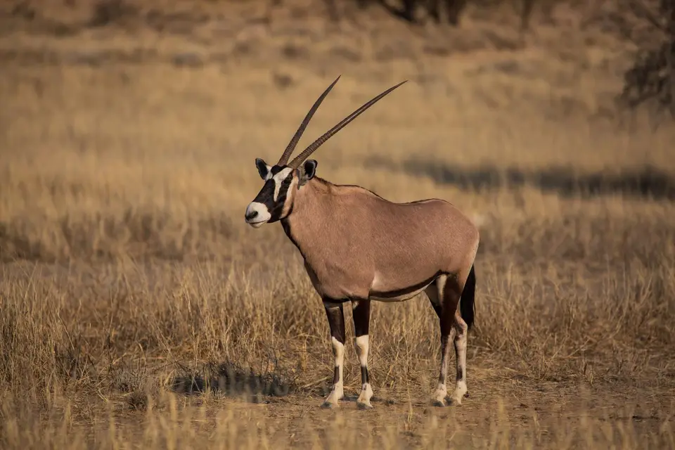 Südafrika_KgalagadiNP_535.jpg