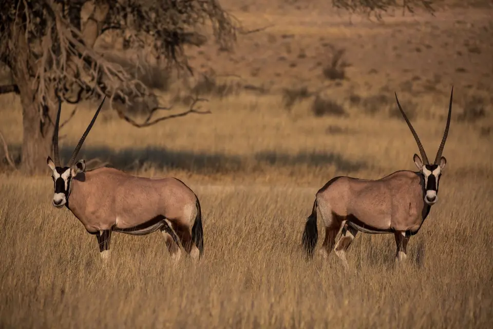 Südafrika_KgalagadiNP_539.jpg