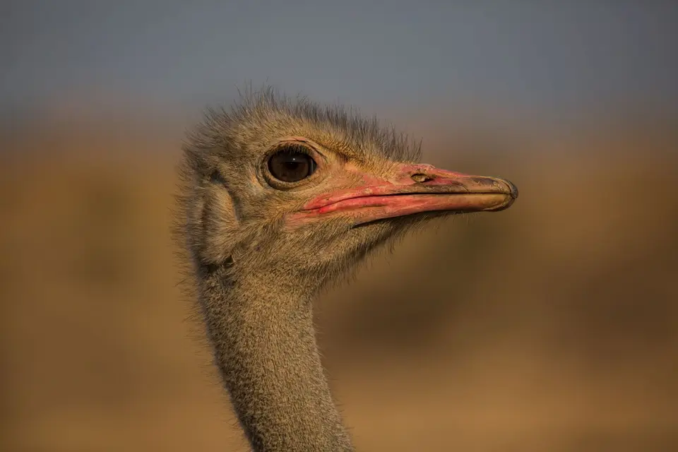 Südafrika_KgalagadiNP_547.jpg