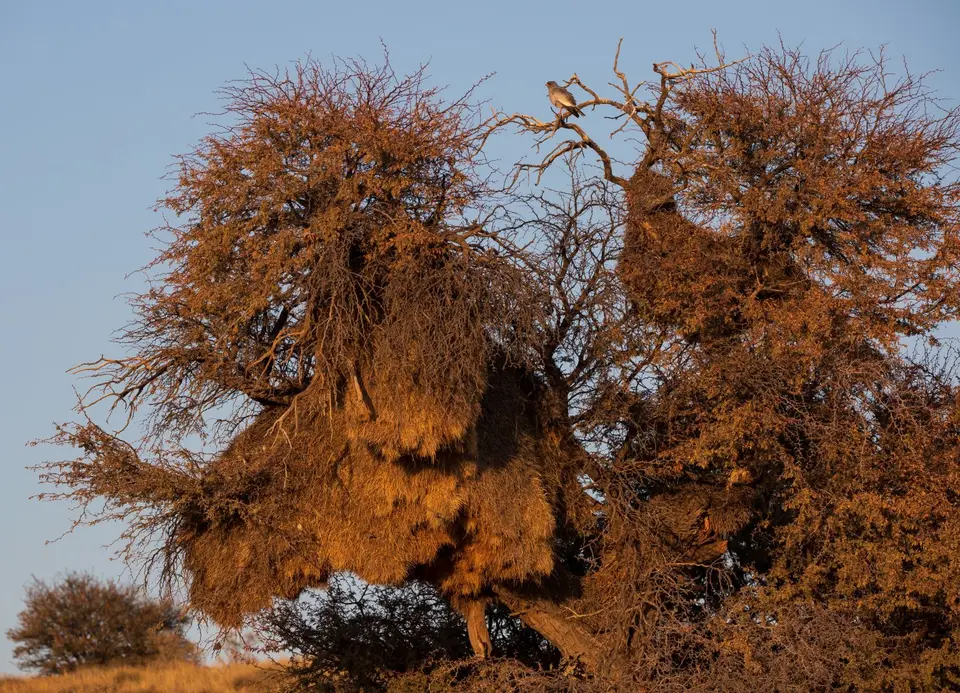 Südafrika_KgalagadiNP_569.jpg