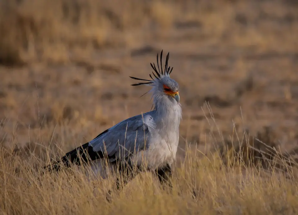 Südafrika_KgalagadiNP_572.jpg