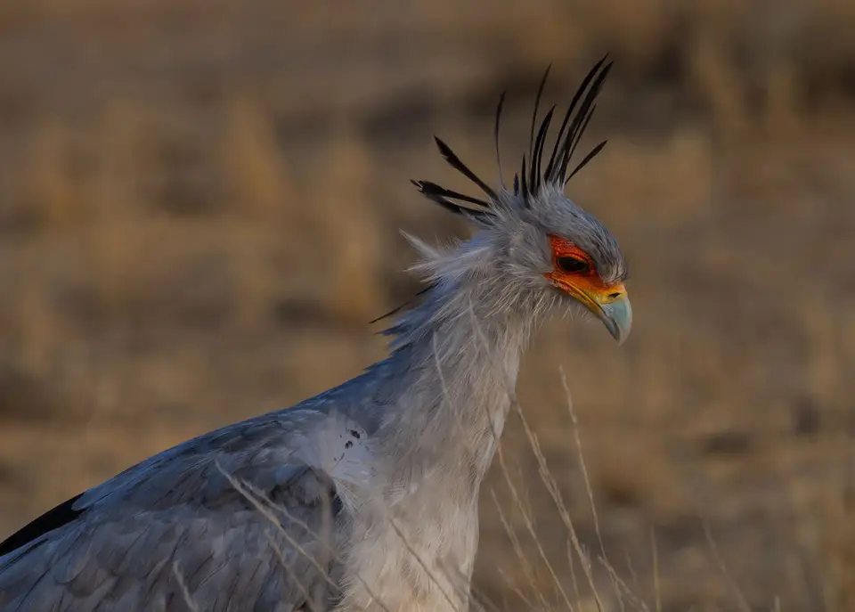 Südafrika_KgalagadiNP_575.jpg