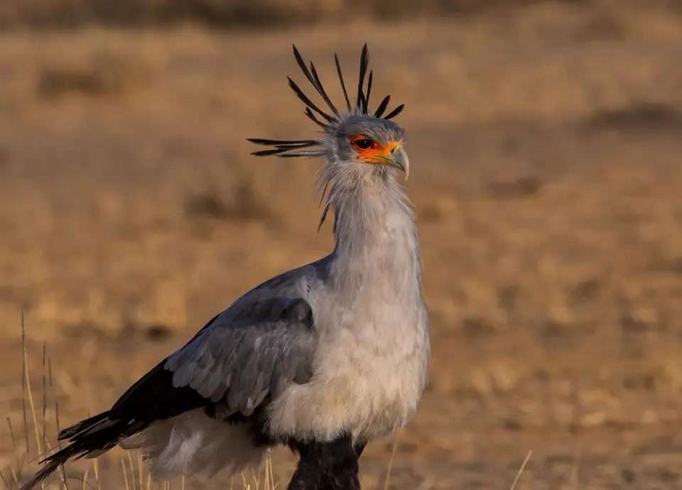 Südafrika_KgalagadiNP_578.jpg