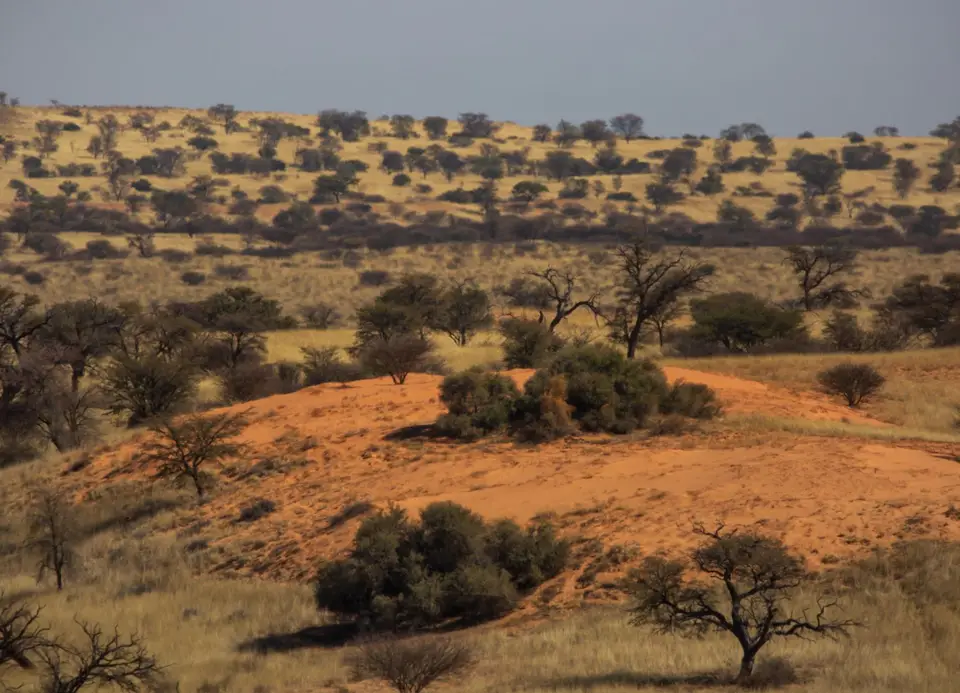 Südafrika_KgalagadiNP_588.jpg