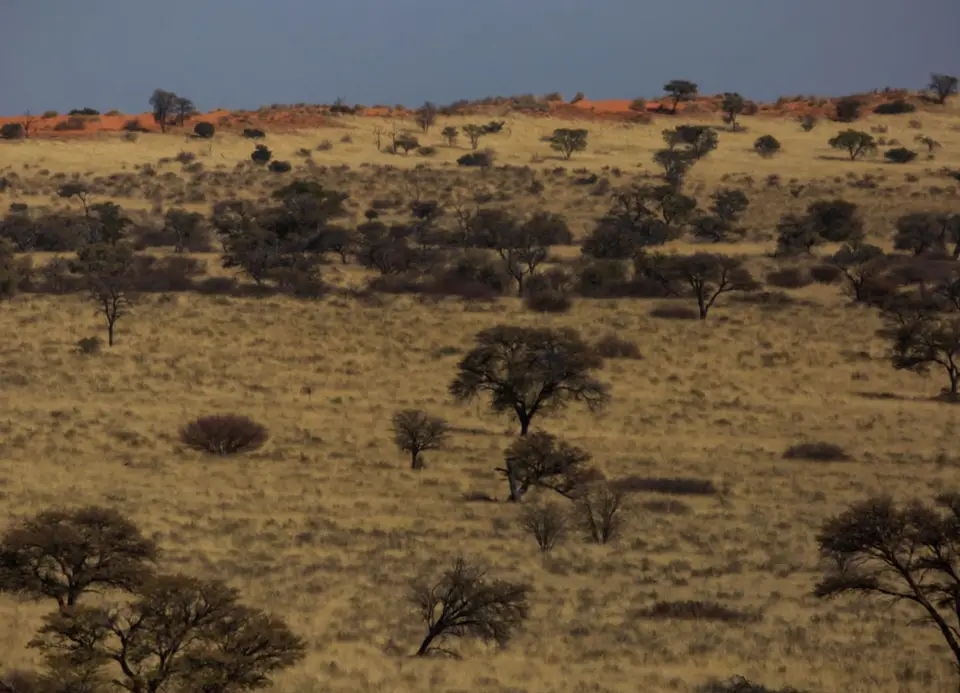 Südafrika_KgalagadiNP_589.jpg