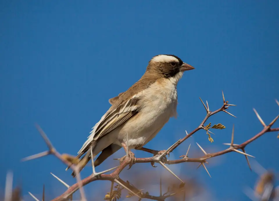 Südafrika_KgalagadiNP_597.jpg