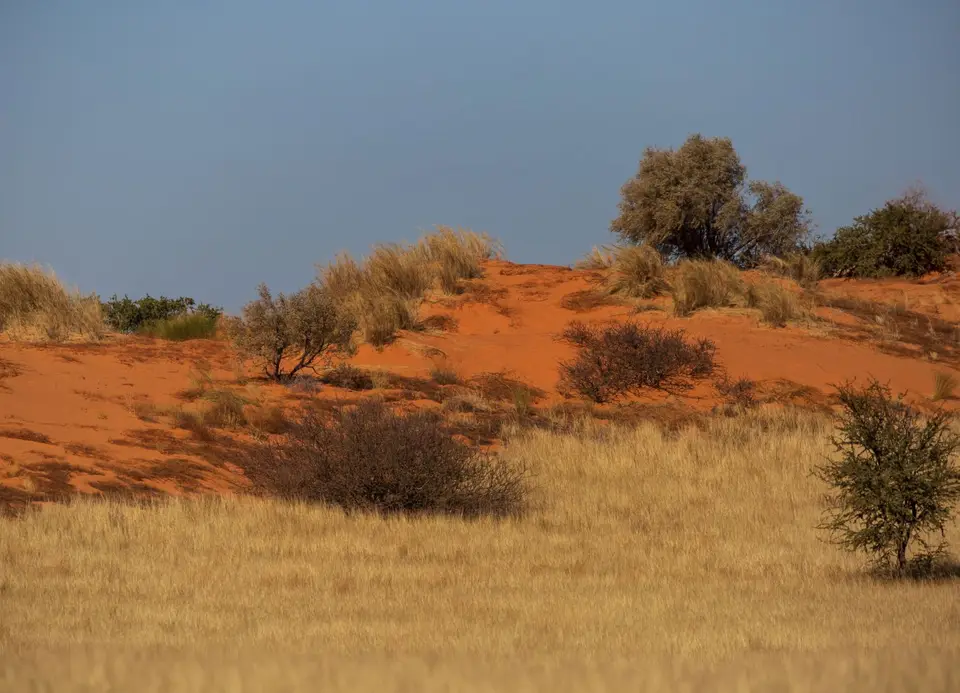 Südafrika_KgalagadiNP_605.jpg