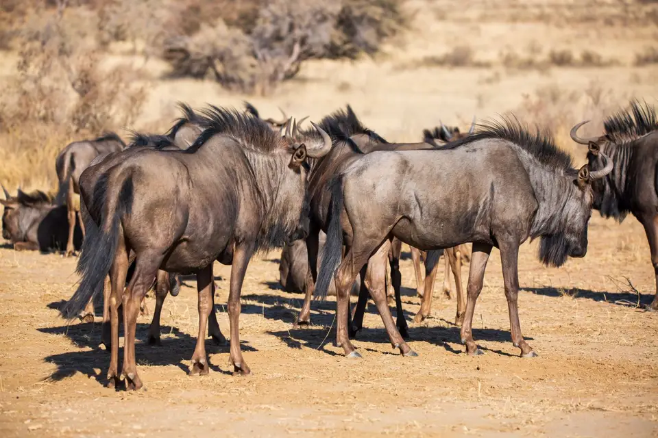 Südafrika_KgalagadiNP_608.jpg