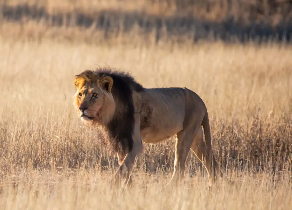 Südafrika_KgalagadiNP_623.jpg
