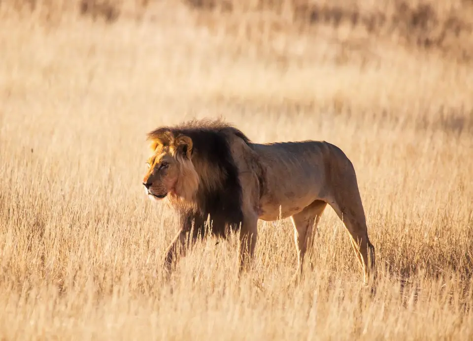 Südafrika_KgalagadiNP_625.jpg