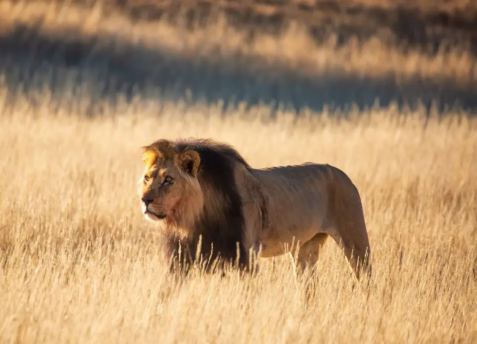 Südafrika_KgalagadiNP_626.jpg
